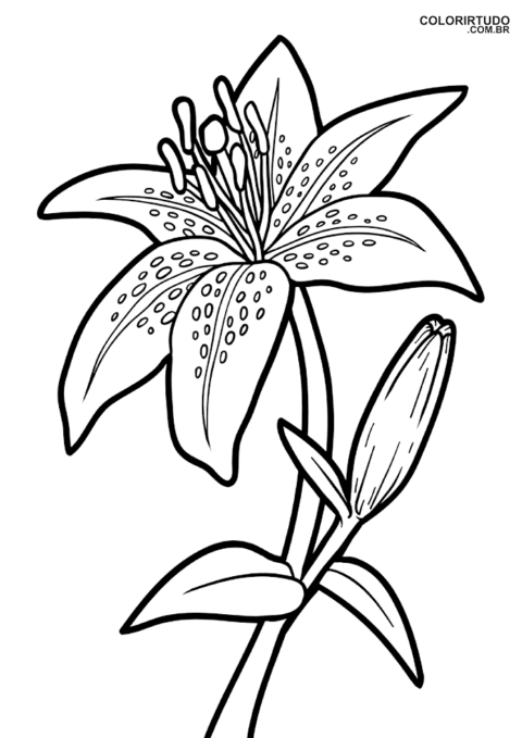 Desenho de Flor para colorir lírio com botão para imprimir