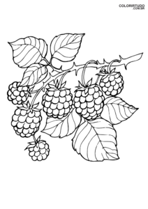 Brombeeren zum Ausmalen und Ausdrucken