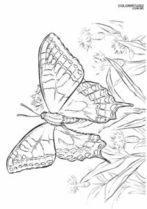 Desenhos Para Colorir De Borboletas E Imprimir