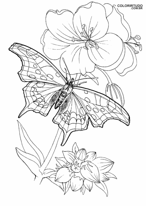 Desenhos Para Imprimir De Borboletas E Flores